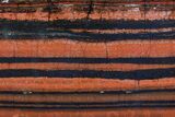 Polished Tiger Iron Stromatolite - ( Billion Years) #75858-1